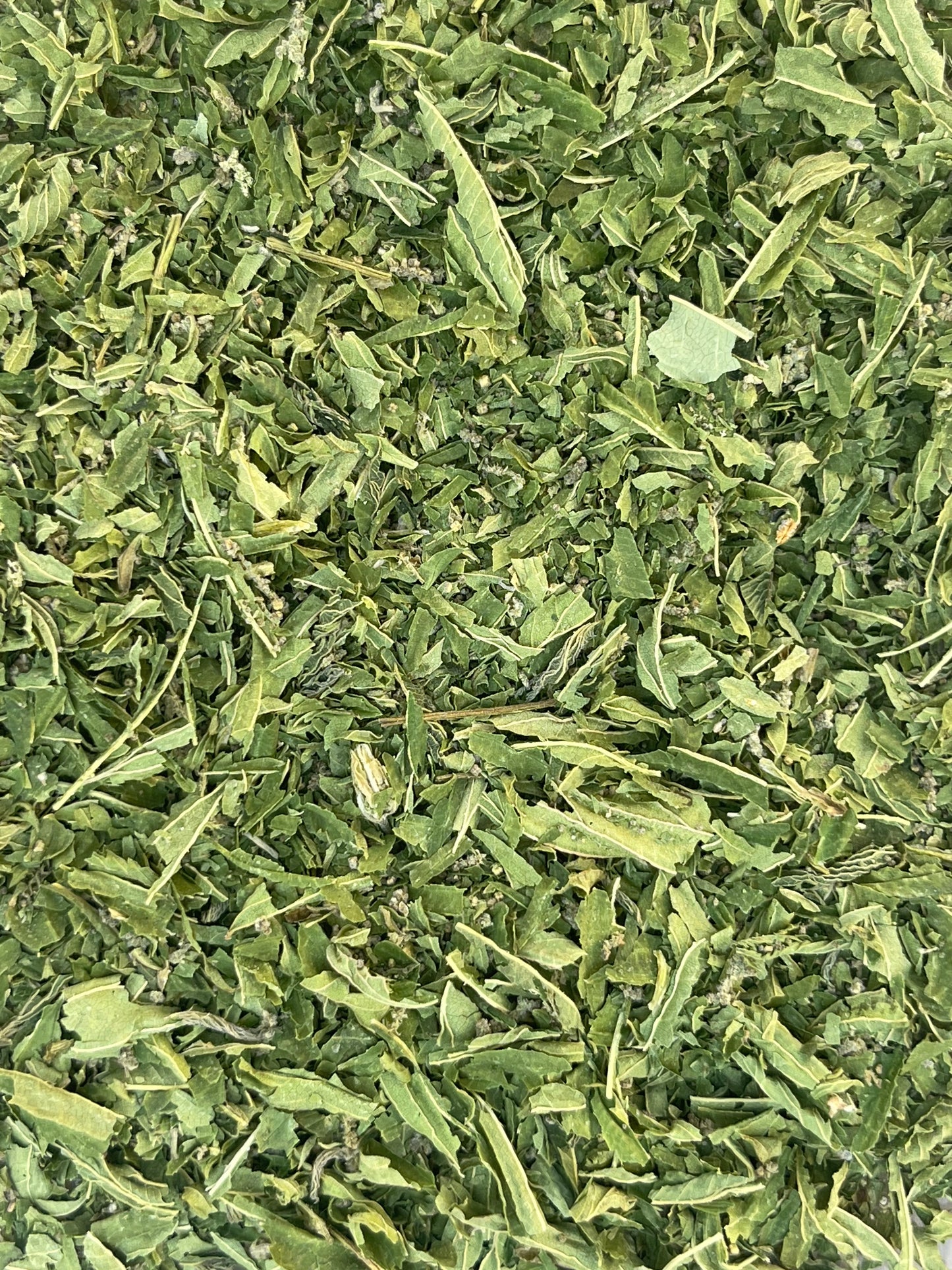 Stinging Nettle