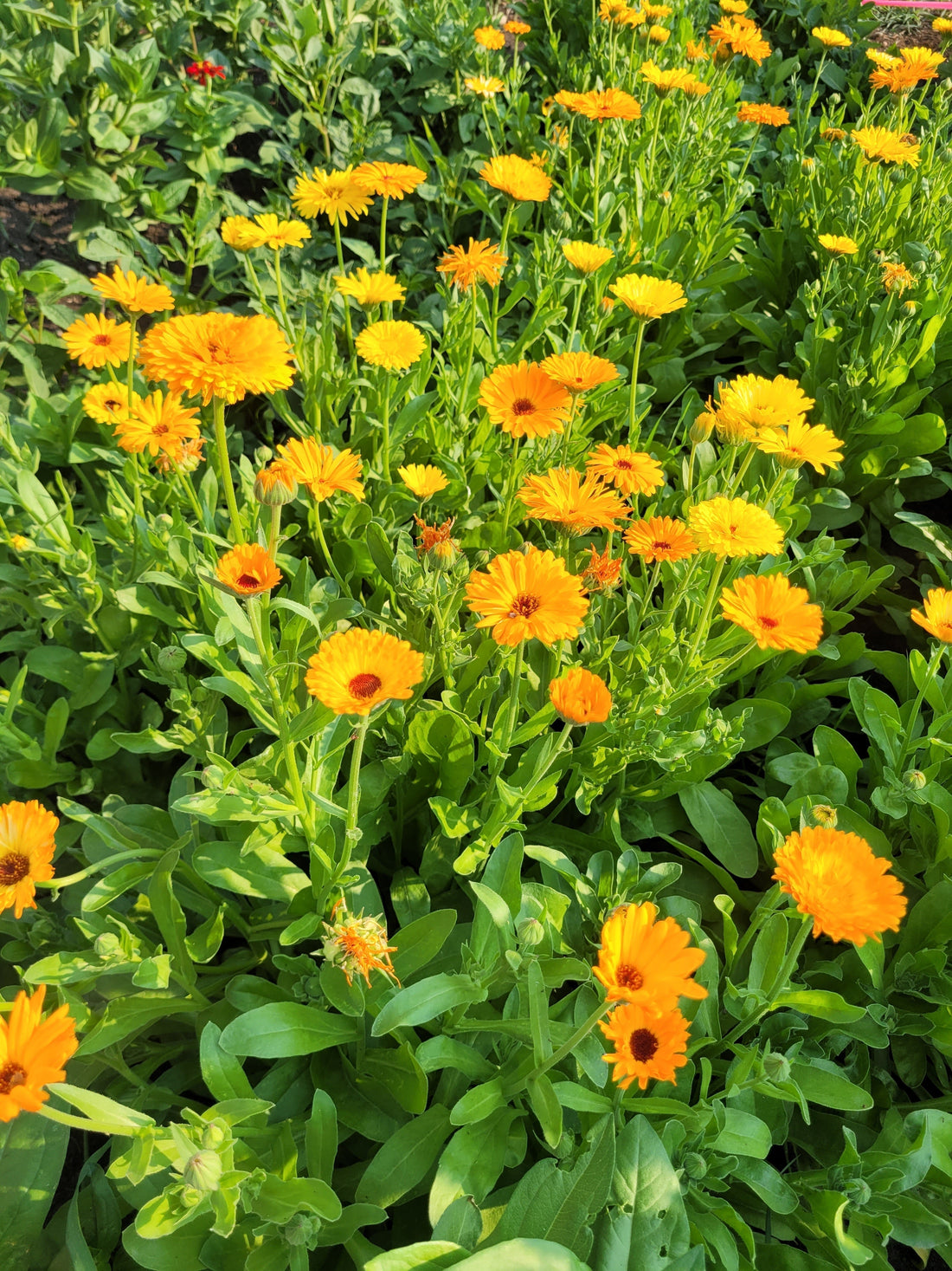 Calendula Officinalis -  Uses & Benefits
