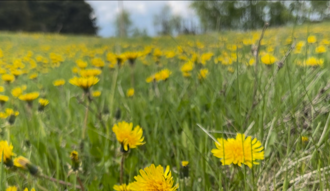 Everything You Need To Know About Dandelions