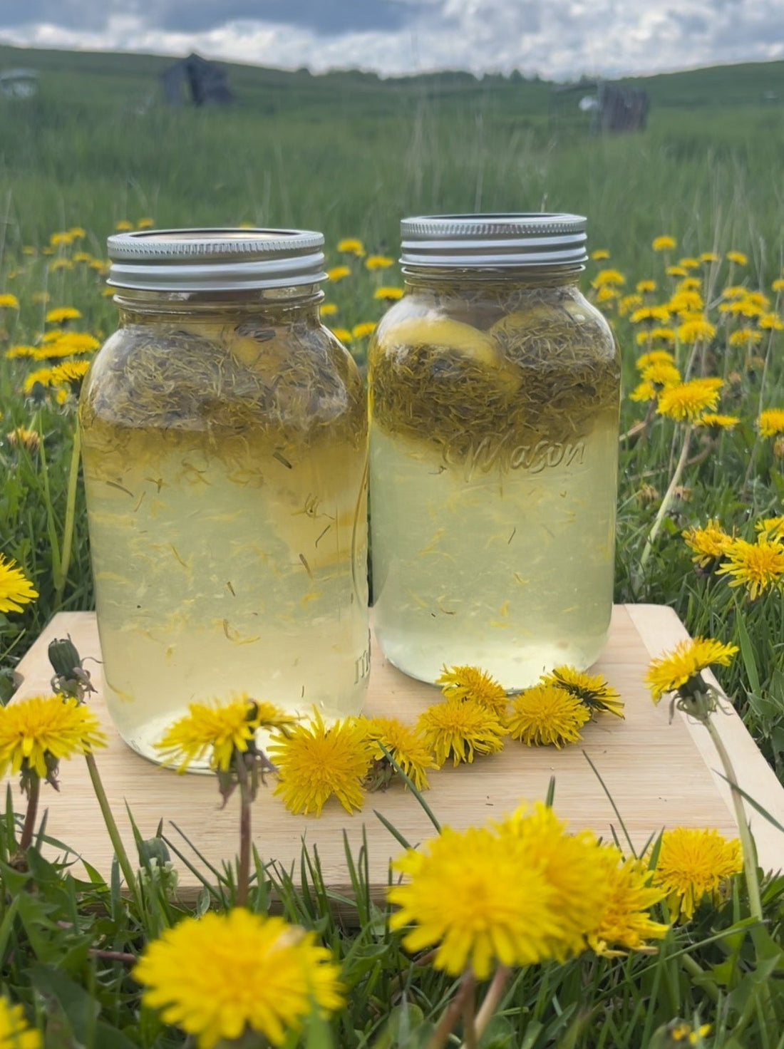Dandelion Soda Recipe
