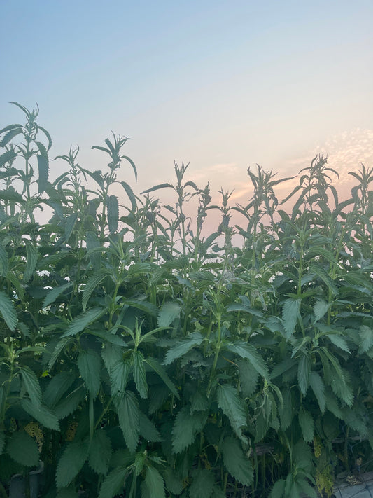 Everything You Need To Know About Stinging Nettle