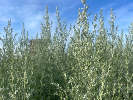 Wormwood Benefits, History and Uses