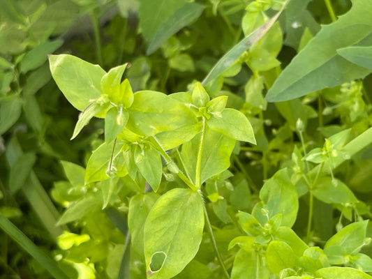 Chickweed - A Stubborn Weed With Many Uses