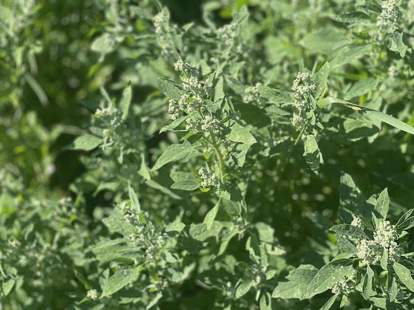 Not Just A Weed - The Many Uses and Benefits of Lamb's Quarters
