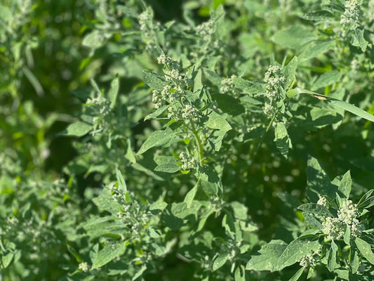 Not Just A Weed - The Many Uses and Benefits of Lamb's Quarters