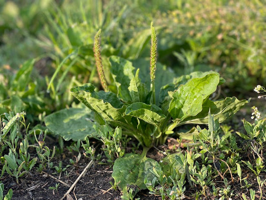 How To Use Broadleaf Plantain In Your Home Apothecary