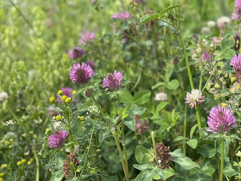 Red Clover - History, Identification, Benefits, Uses and Magical Properties