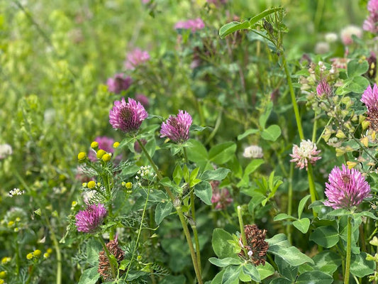 Red Clover - History, Identification, Benefits, Uses and Magical Properties