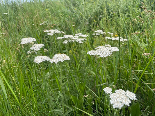 Yarrow Benefits and Uses - More Than Just a Pretty Flower