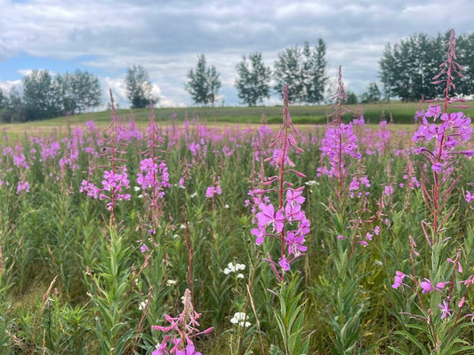 Fireweed